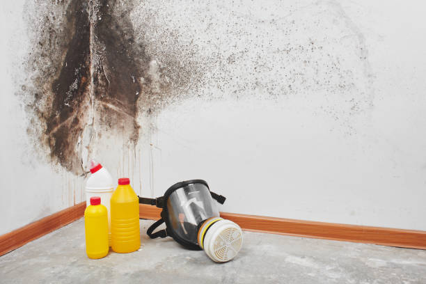 Best Mold Remediation  in Clay Center, KS