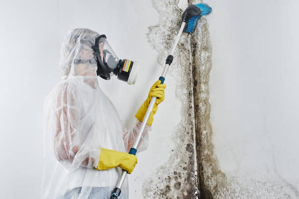 Best Mold Removal Company Near Me  in Clay Center, KS