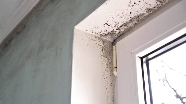 Best Mold Removal and Inspection  in Clay Center, KS