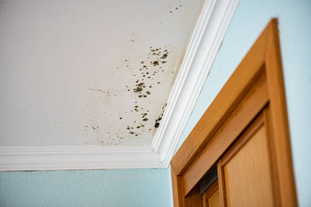 Best Attic Mold Removal  in Clay Center, KS