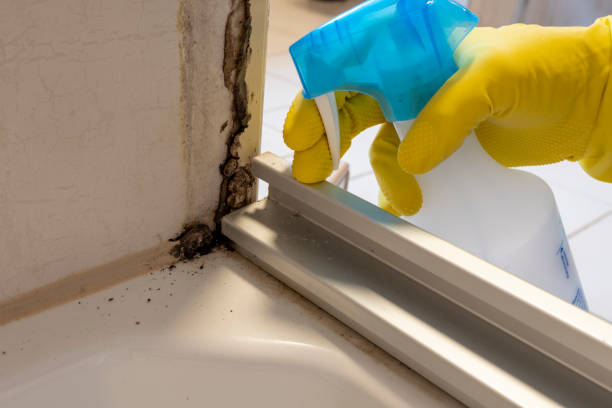 Best Black Mold Removal  in Clay Center, KS