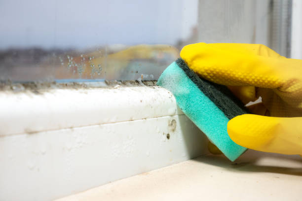 Best Office Mold Removal Services  in Clay Center, KS