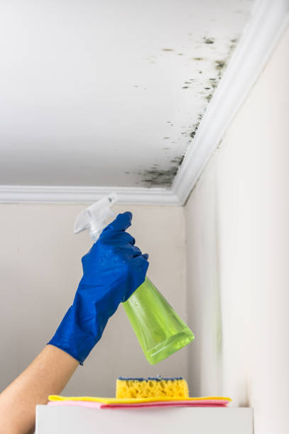 Best Emergency Mold Removal  in Clay Center, KS